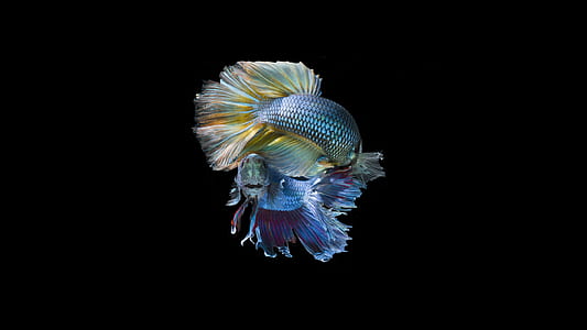 two siamese fighting fish thumbnail