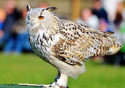 close-up photography of brown owl; thumbnail