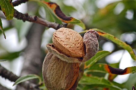 selective focus photography of fruit thumbnail
