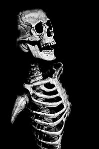 grayscale photo of a human skeleton thumbnail