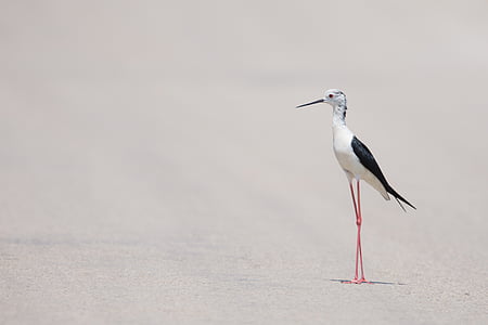 white and black bird on gray soil at daytime thumbnail