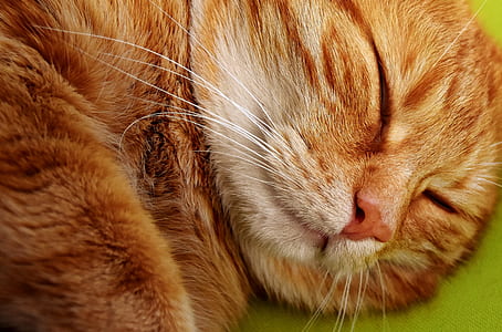 macro shot of orange Tabby cat thumbnail