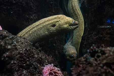 green eel thumbnail