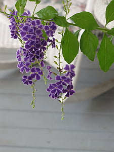 purple duranta flowers thumbnail