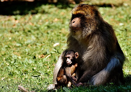 ape beside baby ape on grass field thumbnail