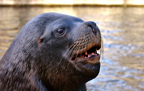 closeup photo of sea lion thumbnail