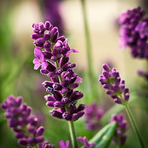purple flowers blooming during daytime thumbnail
