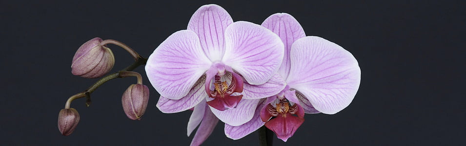focus photography of pink petaled flower thumbnail