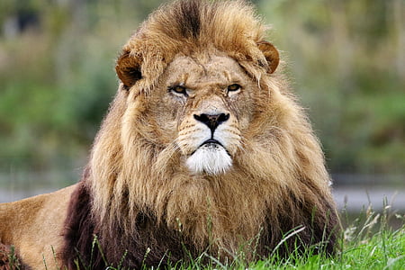lion lying on grass at daytime photo thumbnail