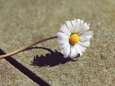 white and yellow daisy flower thumbnail