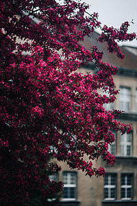 Lovely pink flowers blooming from the tree branches thumbnail