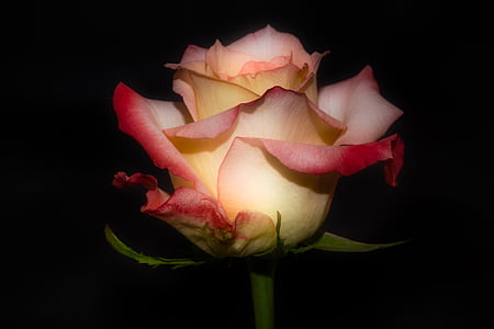 closeup photography of white and pink rose flower thumbnail