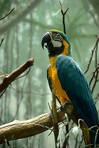 selective focus photography of yellow-and-blue Macaw thumbnail