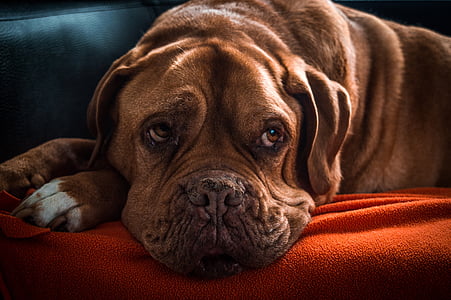 closeup photo of French mastiff lying on orange surface thumbnail