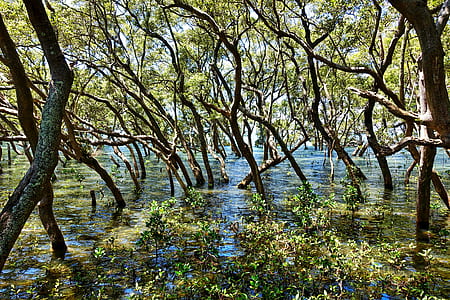 mangroves during daytime thumbnail