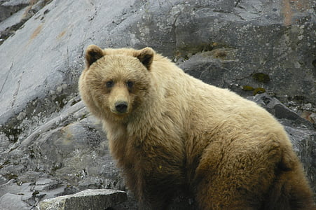 brown bear beside gray rock formation thumbnail