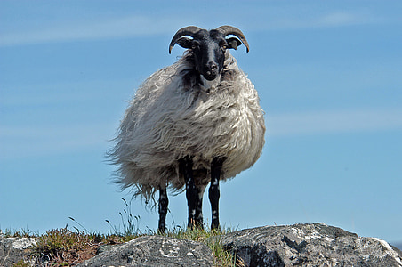 white sheep on gray rock thumbnail