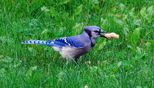 blue woodpecker with peanut on grass field thumbnail