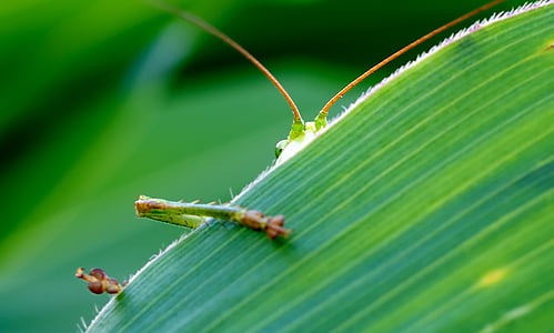 green grasshopper on green leaf plant thumbnail