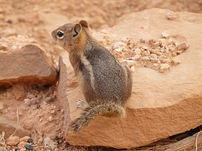 squirrel on rock thumbnail