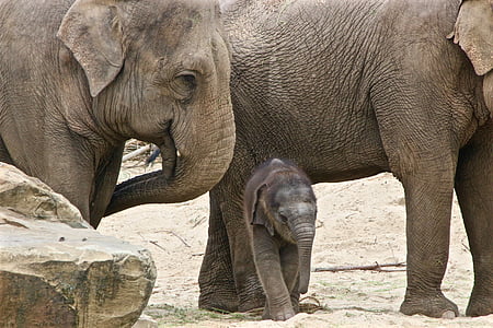 two black elephants standing on brown sand during daytime thumbnail