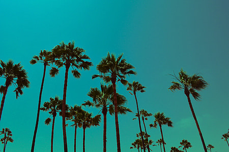 Palm trees in Los Angeles, California thumbnail