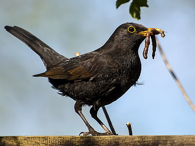 selective focus photography of common blackbird thumbnail