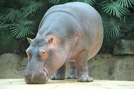 hippopotamus near green leafed plant thumbnail