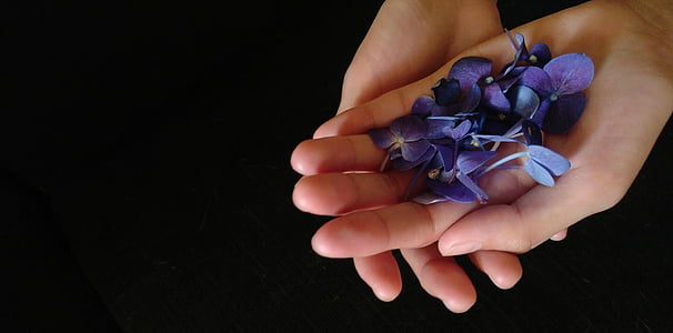 person holding purple hydrangeas petals thumbnail