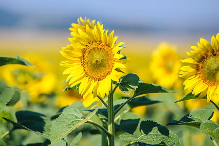 shallow focus photography of sunflower field thumbnail