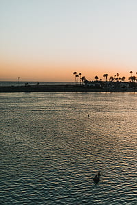 ducks in body of water near palm trees during sunset thumbnail