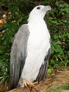 white and black bird on brown tree trunk thumbnail