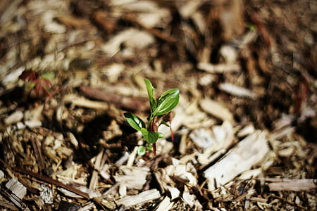 selective focus photography of green sprout thumbnail