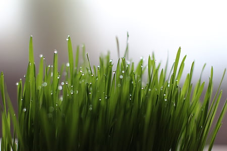 shallow focus photography of green plant thumbnail