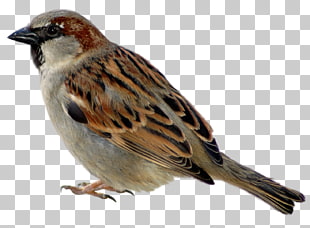 Sparrow Icon, Sparrow , common sparrow PNG clipart