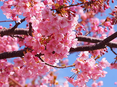 shallow focus photography of cherry blossoms thumbnail