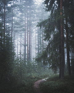 pathway between green leaf tall trees thumbnail