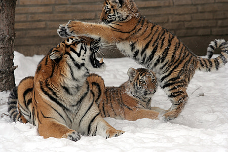 three tigers near brown brick wall thumbnail