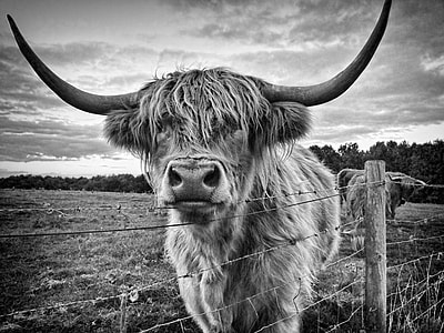 grayscale photo of highland cattle on grass field thumbnail