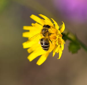Closeup of flower with bee. thumbnail