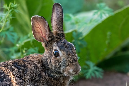 selective focus photography of black and brown rabbit thumbnail