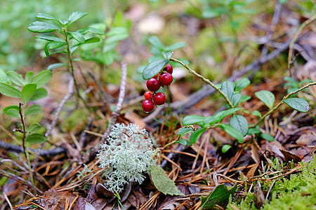 Forest berries thumbnail