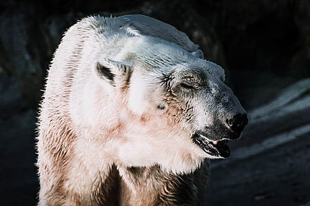 standing polar bear thumbnail