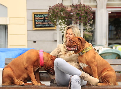 woman sitting on bench with two adult American pit bull terrier during daytime thumbnail