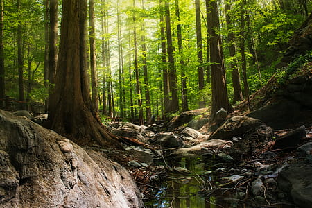 Photography of Forest During Daytime thumbnail
