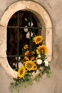yellow sunfllowers and white roses in bloom thumbnail