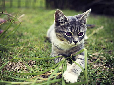 gray and white cat lying on green grass during daytime thumbnail