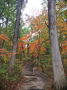stairs between tall trees thumbnail