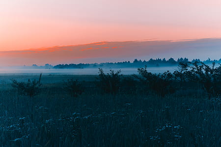 landscape of grass field thumbnail