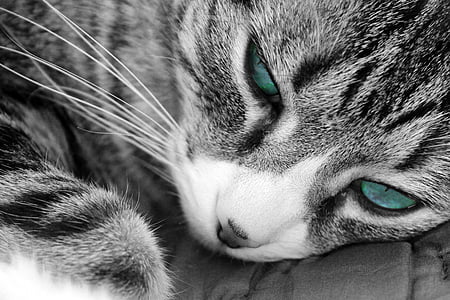 silver tabby cat with blue eyes thumbnail